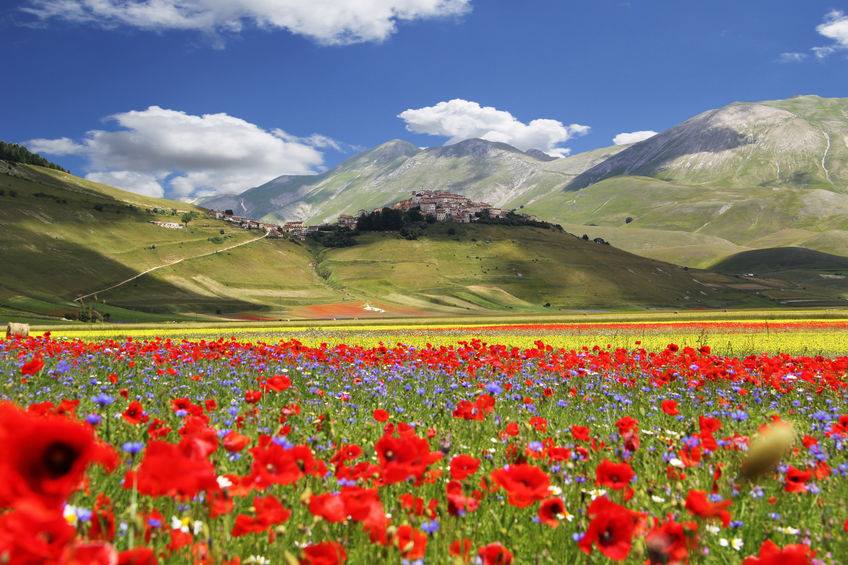 Flowering in Castelluccio di Norcia